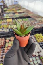 Aloe Black Gem - Görsel 2