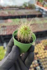 Yılan Kaktüs - Görsel 2