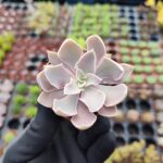 Echeveria Shaviana