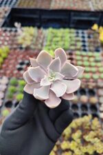 Echeveria Shaviana
