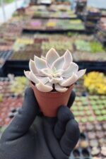 Echeveria Shaviana - Görsel 2