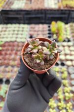 Echeveria Licorice