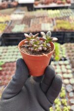 Echeveria Licorice - Görsel 2