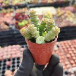 Crassula Marnieriana Hottentot