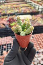 Crassula Marnieriana Hottentot