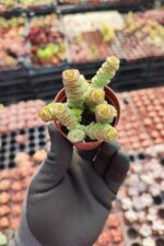 Crassula Marnieriana Hottentot - Görsel 2