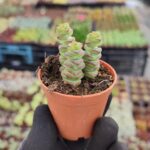 Crassula Marnieriana Hottentot