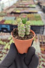 Crassula Marnieriana Hottentot