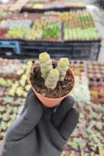 Crassula Marnieriana Hottentot - Görsel 2
