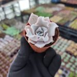 Echeveria Crispate Beauty