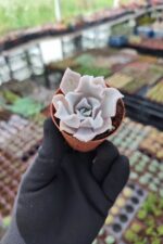 Echeveria Crispate Beauty