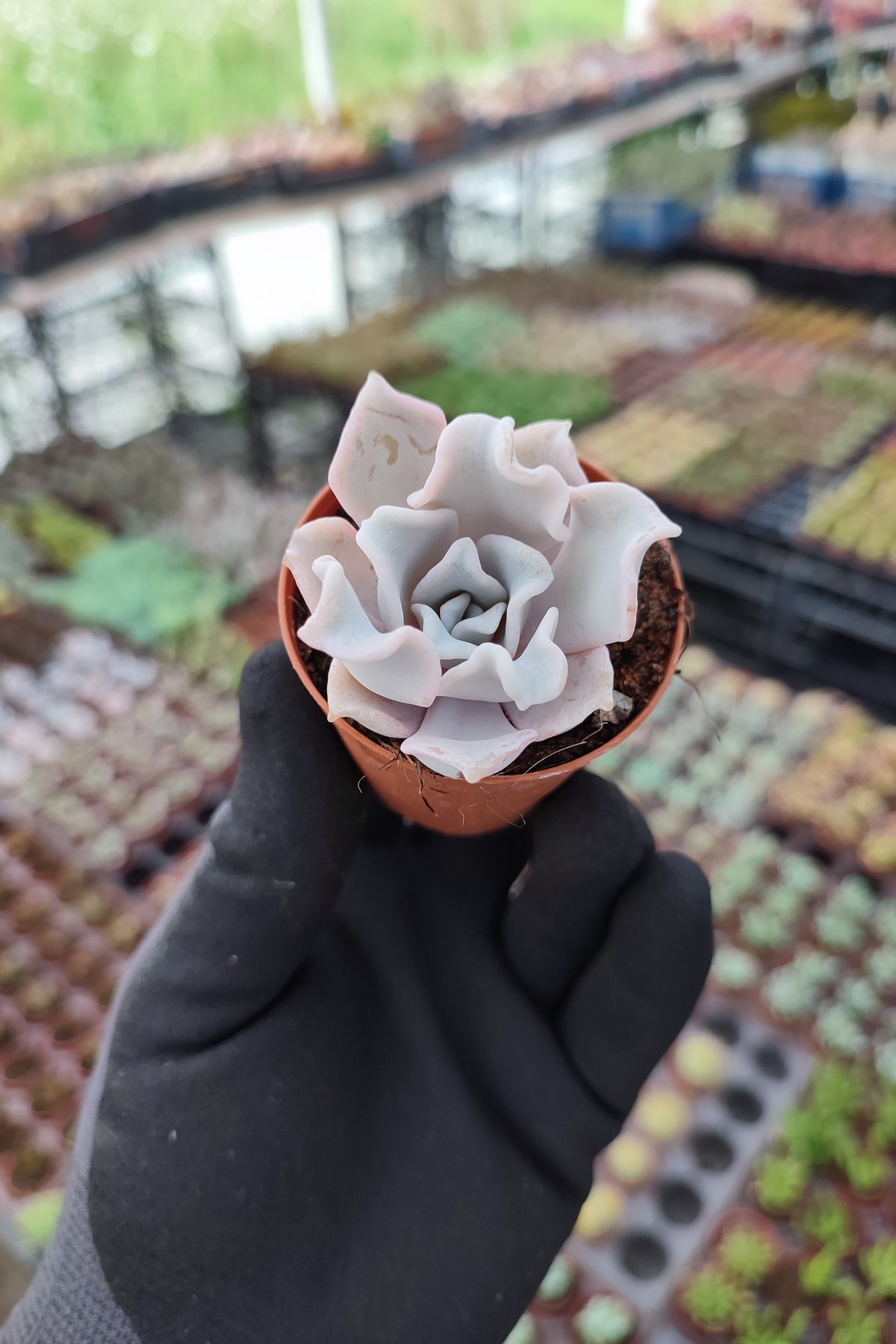IMG_20260610_171240 Echeveria Crispate Beauty - Görsel 1