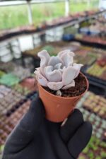 Echeveria Crispate Beauty - Görsel 2