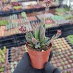 Crassula Justi corderoyi