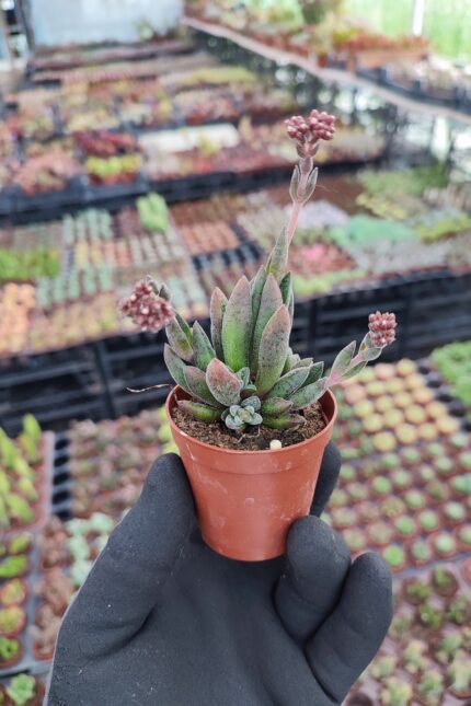Crassula Justi corderoyi