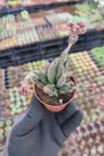 Crassula Justi corderoyi - Görsel 2