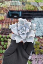 Echeveria Crispate Beauty