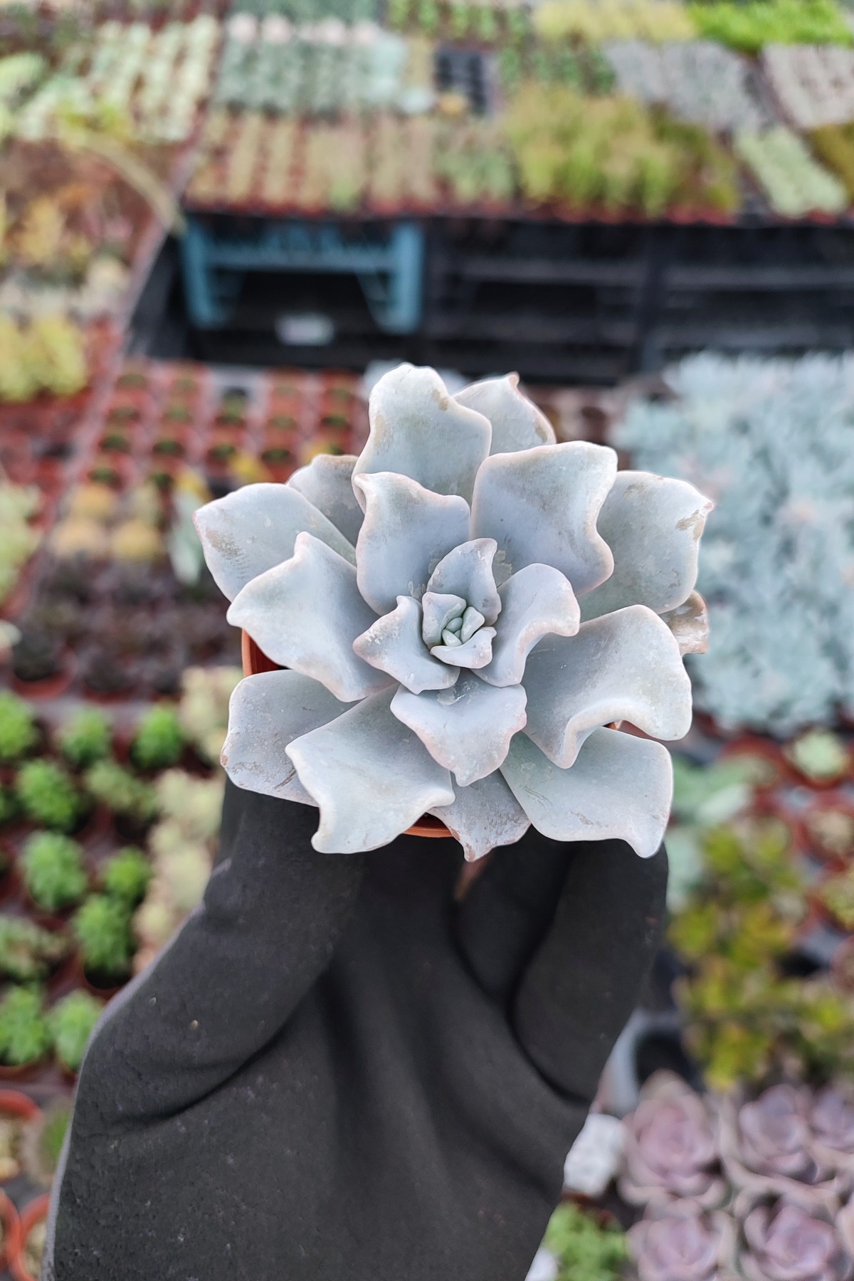 IMG_20260824_153808 Echeveria Crispate Beauty - Görsel 1