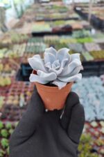 Echeveria Crispate Beauty - Görsel 2