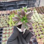 Echeveria Licorice
