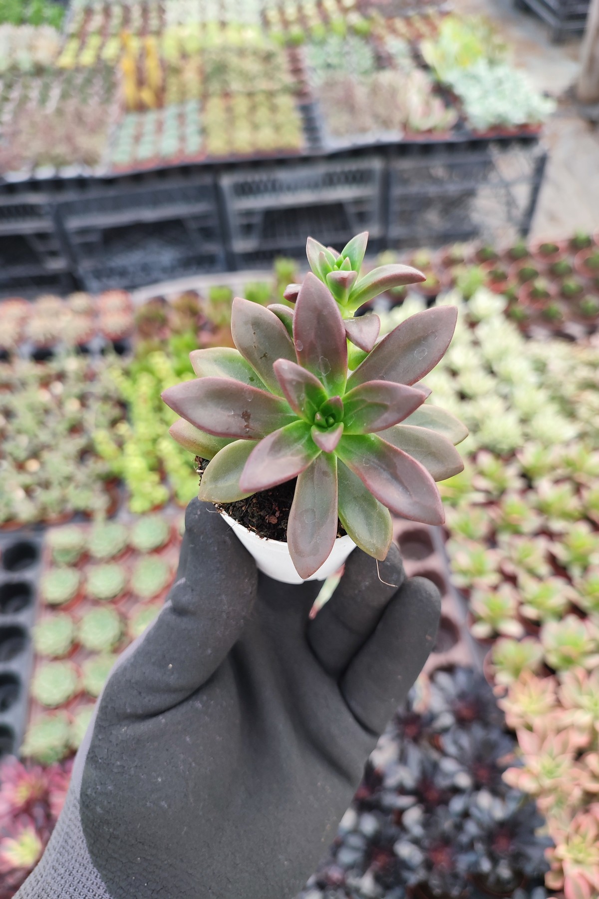 IMG_20260824_155536 Echeveria Licorice - Görsel 1