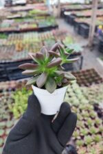 Echeveria Licorice - Görsel 2