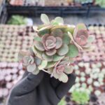 Echeveria suyon