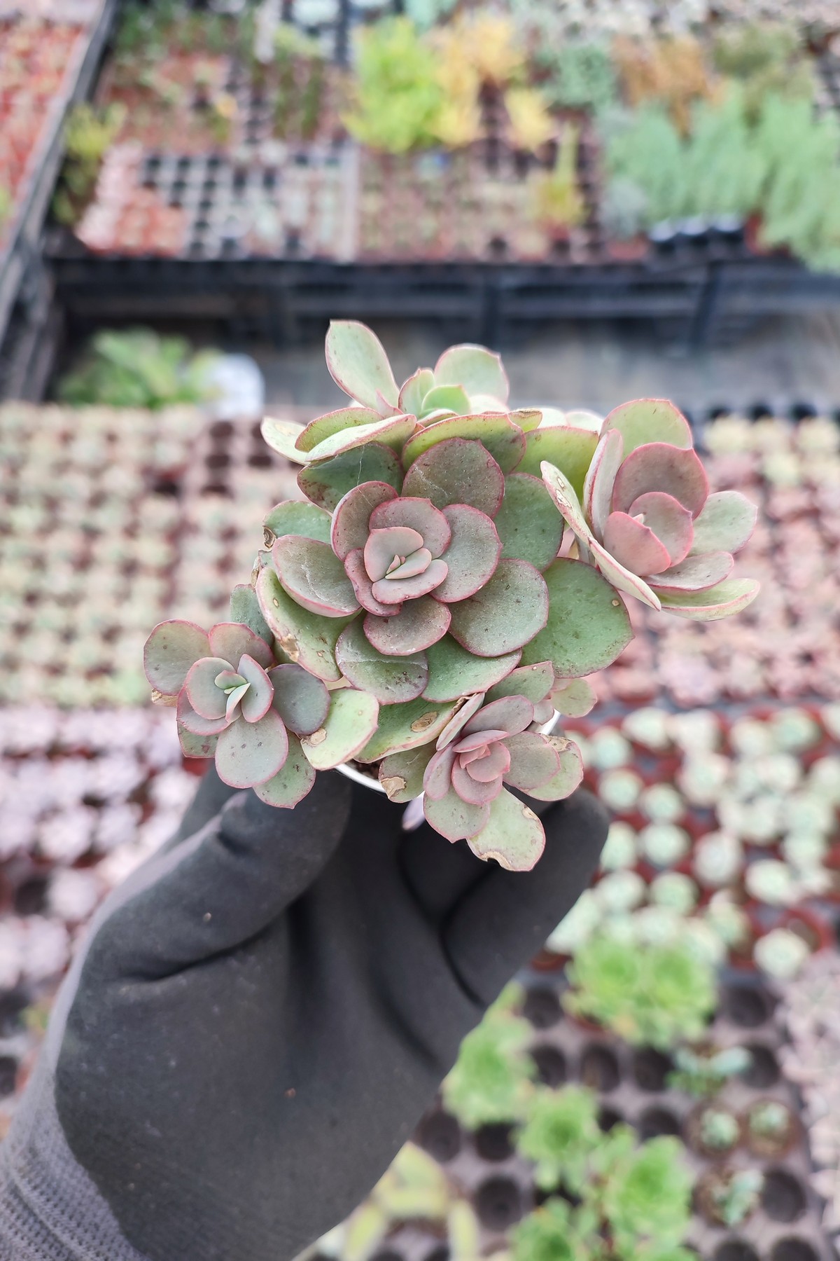 IMG_20261023_145949 Echeveria suyon - Görsel 1