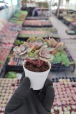 Echeveria suyon - Görsel 2
