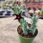 Orbea dummeri - Siyah Çiçek