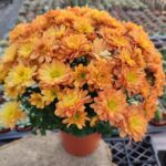 Chrysanthemum morifolium-Kasımpatı