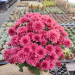 Chrysanthemum morifolium-Kasımpatı