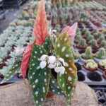 Begonia Aconitifolia-Çilli Begonya