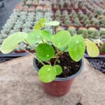 Pilea