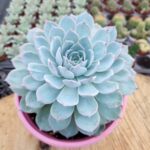 Echeveria Subsessilis