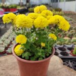 Chrysanthemum morifolium-Kasımpatı