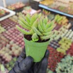 Crassula Ausensis Little Woodii