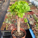 Aeonium Arboreum