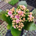 Kalanşo İthal Pembe Çiçekli