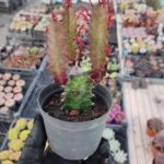 Euphorbia Trigona Red
