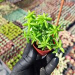 Peperomia Ferreyrae