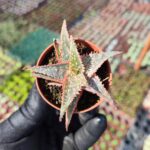 Aloe Bright Star