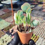 Kalanchoe marnieriana