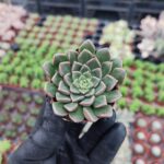 Graptopetalum bellum