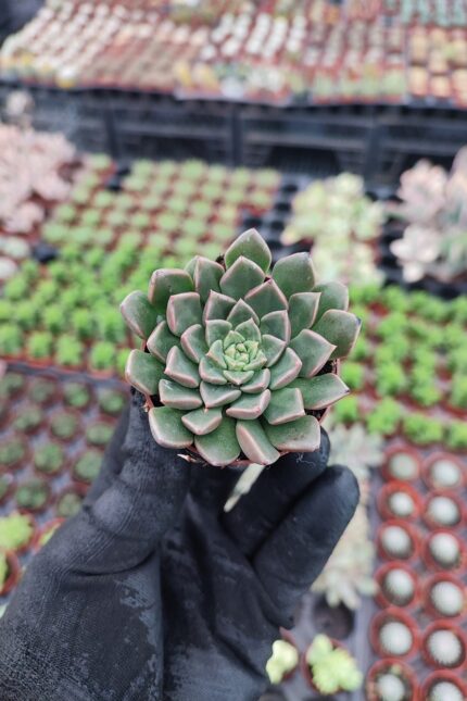 Graptopetalum bellum