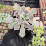 Echeveria neon breakers