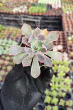 Echeveria neon breakers