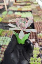 Echeveria neon breakers - Görsel 2