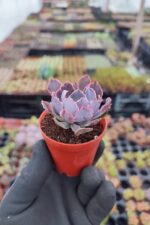 Echeveria neon breakers - Görsel 2