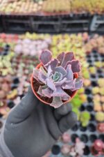 Echeveria neon breakers